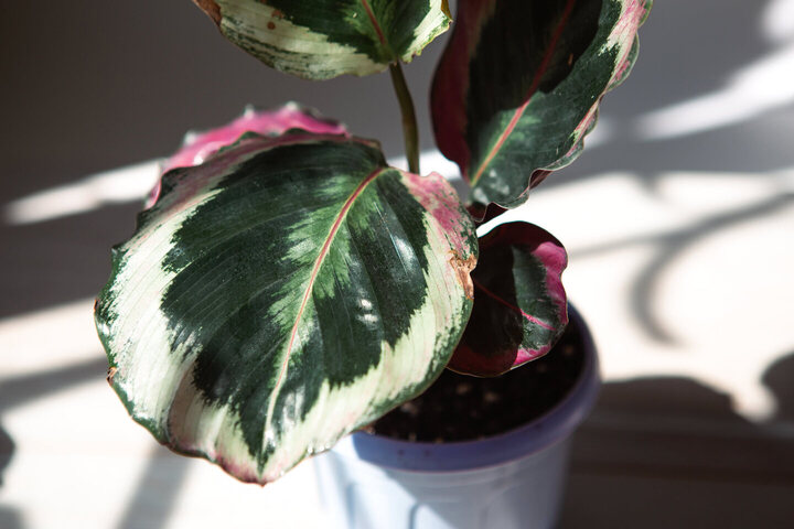 Calathea