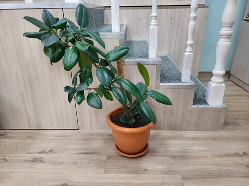 Ficus Elastica