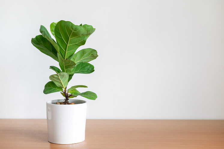 Fiddle Leaf Fig