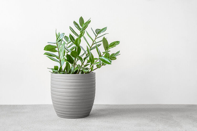 Zz Plant (zamioculcas Zamiifolia)